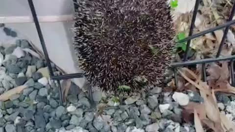 Fence Cut to Rescue Stuck Hedgehog