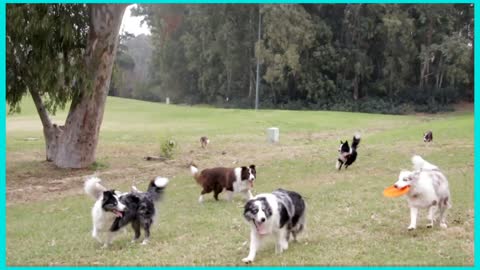 border collies dogs pets playing park