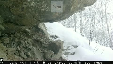 Rare footage of snow leopard