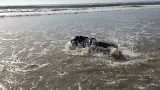 Man In Suit Dives Into Ocean, Swims In Shallow Water