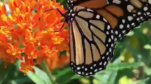 Monarch Magic