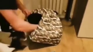 This Cat Keep Everything in his House.