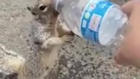 Squirrel asking for water !