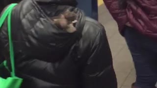 Woman has three rats in hood of black jacket