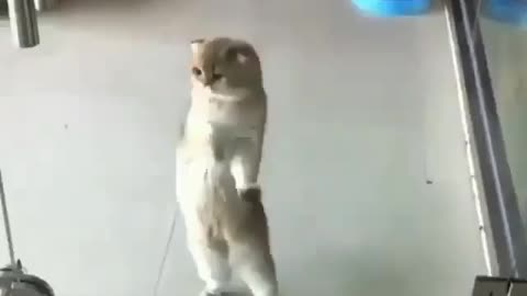 Who said cats don't dance