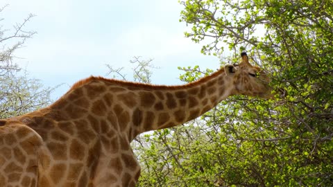 A Giraffe Eating Leaves