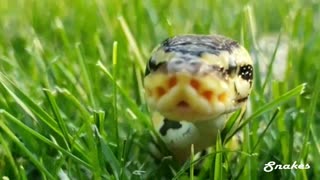 A Big Snake Filmed By My Brother in The Park.