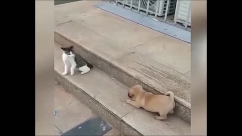 Funny Cat and Dog video 😂..Best funny video on internet 🐱🐶