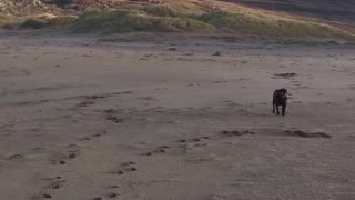 Brown dog runs on a windy beach