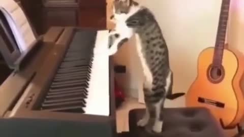 Cute cat playing piano Best Cat Funny