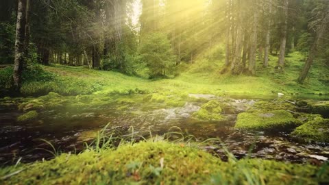 Peaceful stream flowing through the forest