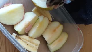 Sugar gliders activated by the smell of fresh fruit