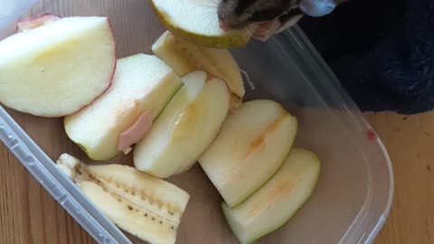 Sugar gliders activated by the smell of fresh fruit