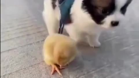 Cute animals friendship forever together