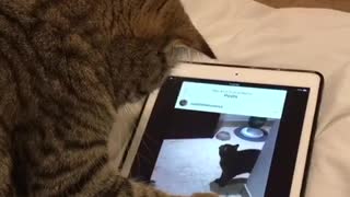 Cat Paws Through Posts