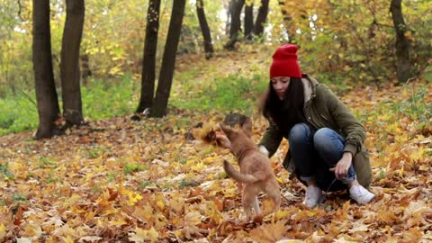 Dog playing with leaves