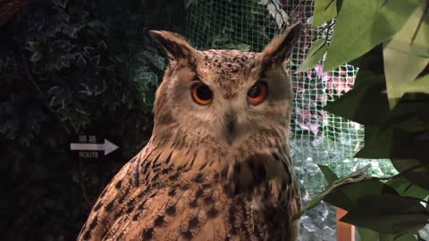 Cutest Japanese Owls