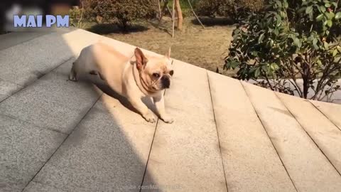 🤣Funny Dog Videos 2020🤣 🐶 It's time to LAUGH with Dog's life