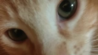 Kitten Sniffs Phone