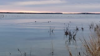 A Row of Ducks Join the Others