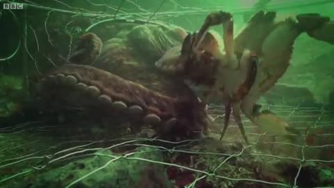 Octopus_Steals_Crab_from_Fisherman___Super_Smart_Animals.