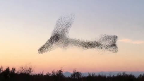 A flock of starlings escapes from a hawk