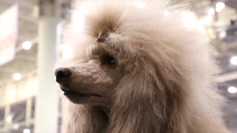 Apricot poodle with beautiful hairstyle