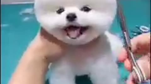 Cute little dog video