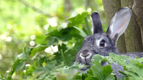 Funny and Cute Baby Bunny Rabbit Videos - Baby Animal Video Compilation (2022)