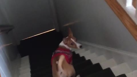Perro olvida como usar las escaleras, camina marcha atrás