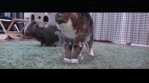 A cat is surprised to see another cat standing in a fish tank