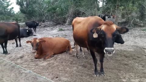 Baby cows being divided from their mommies