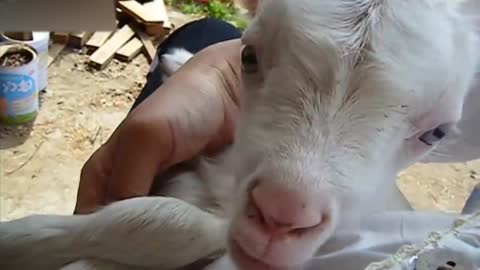 Cute Baby Goats #1