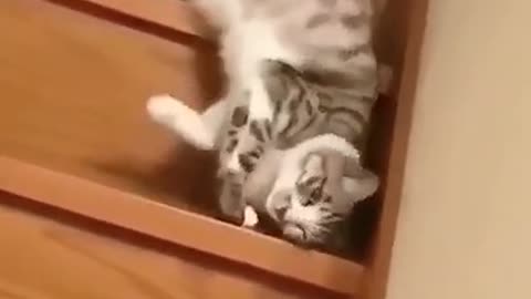 Lazy Cat Falling Down Stairs While Asleep