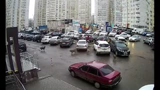 Pack of stray dogs rushes at unaccompanied child