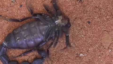 Time-Lapse of Scorpion Shedding Exoskeleton