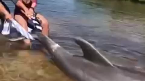 florida man rescues dolphin stuck on sandbar