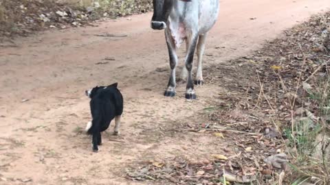 Fearless Pup Keeps Cows Moving