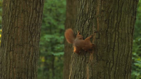 Small squirrel on tree