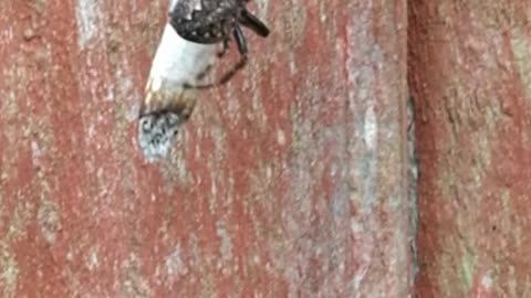Spider Spins a Joint