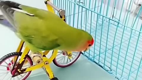 Parrot smart 😂🤣 show #parrotshorts #shorts