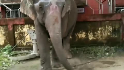 Elephant 🐘🐘🐘🐘🐘