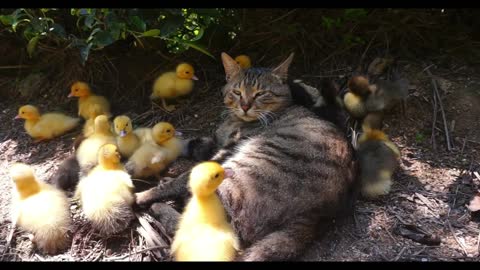 A cat is guarding a flock of ducklings