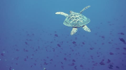 Underwater Turtle -life underwater