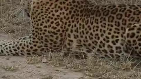 Bushbuck vs leopard