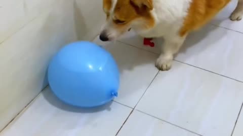 Balloons game with a dog.
