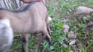 funny cute small goat