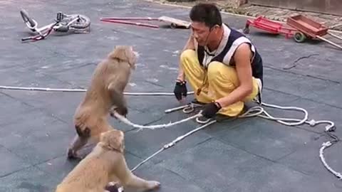 Funny monkey clip videos #1364