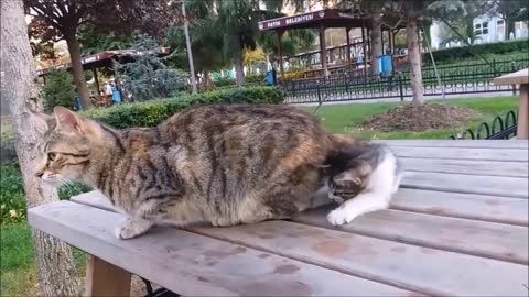 Mama Cat's Reaction to her kitten, When Kitten biting her tail