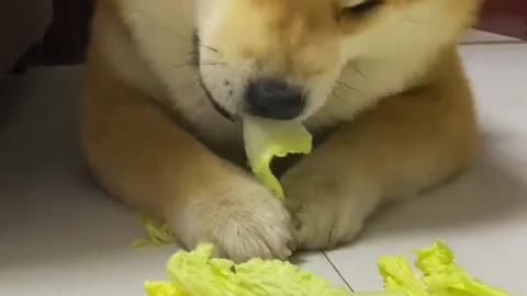 ANIMAL ASMR - A DOG THAT LIKES VEGETABLES